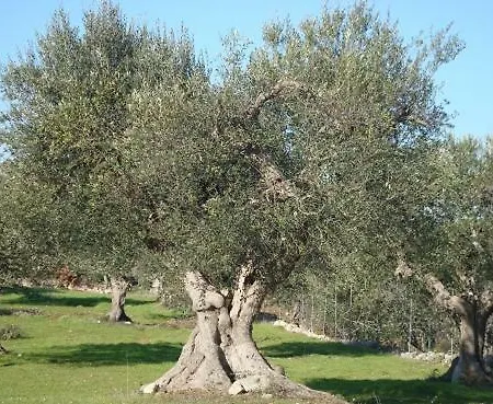 Trulli Arcobaleno